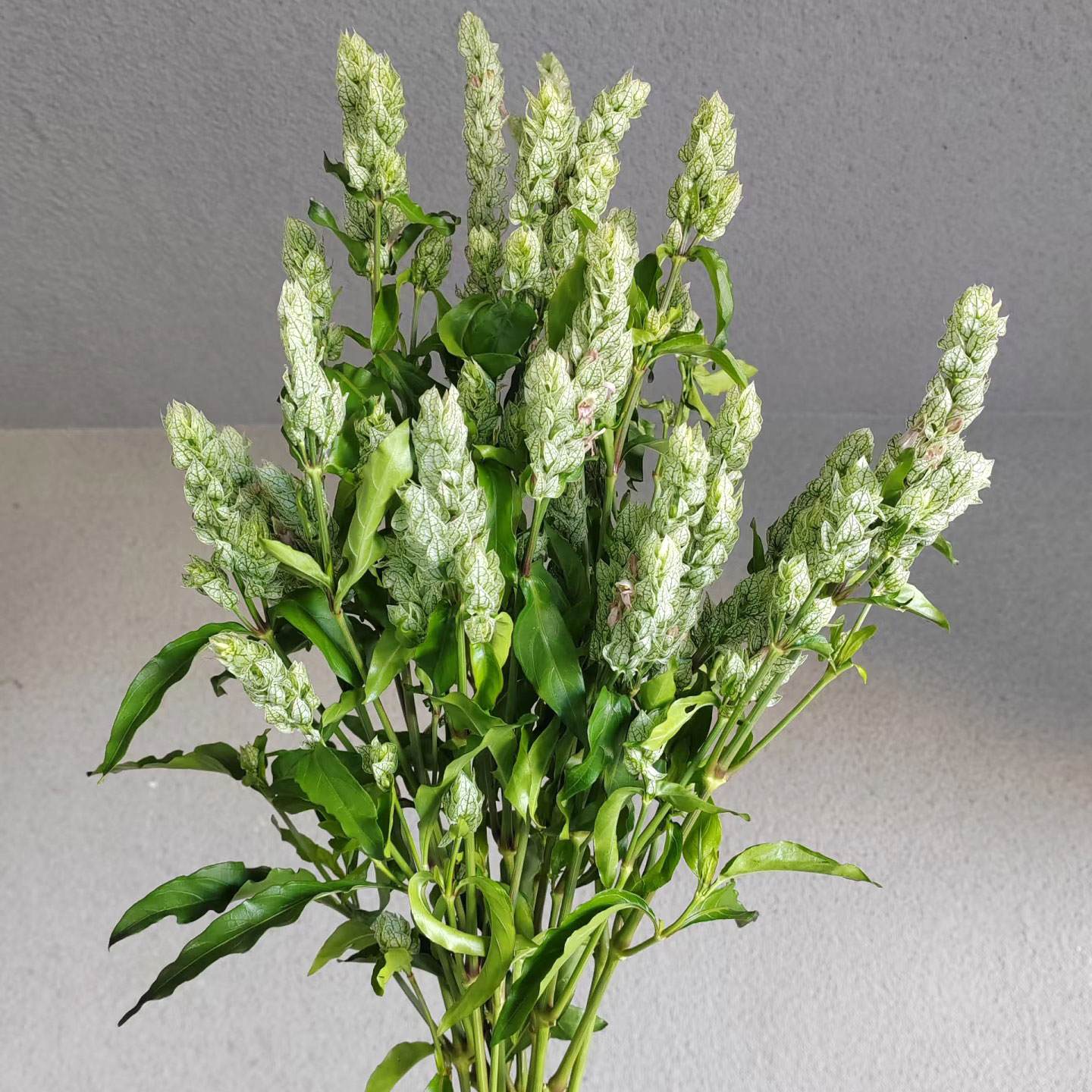 孔雀羽鲜切花芊羽叶水培插花顺丰图片