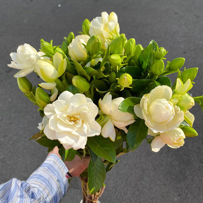 栀子花鲜花花束水培植物插花顺丰