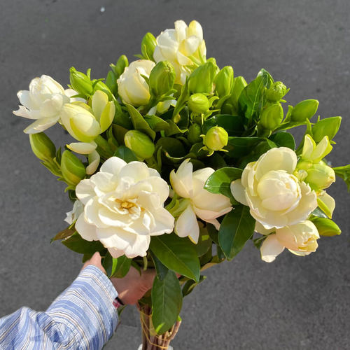 栀子花鲜花花束水培植物插花顺丰