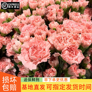 康乃馨鲜花云南基地直发水养花艺插花女神节送妈妈节日礼物顺丰