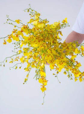 黄色跳舞兰鲜花云南直发橙色真花婚庆水培植物花束文心兰鲜切花