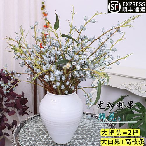 尤加利果鲜花云南直发可做干花