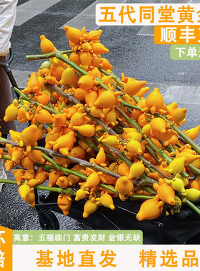 五代同堂黄金果鲜切枝云南基地直发鲜花福禄果花期超长可做干花