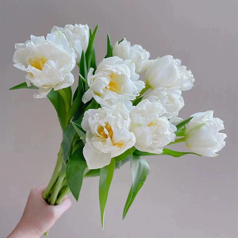 雪媚娘郁金香鲜花白色重瓣云南