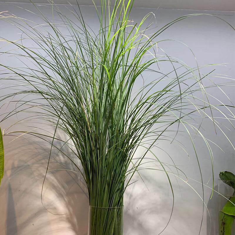 芦苇叶鲜花室内家用水培植物婚庆花艺插花装饰配叶配草云南直发