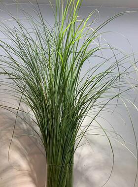 芦苇叶鲜花室内家用水培植物婚庆花艺插花装饰配叶配草云南直发