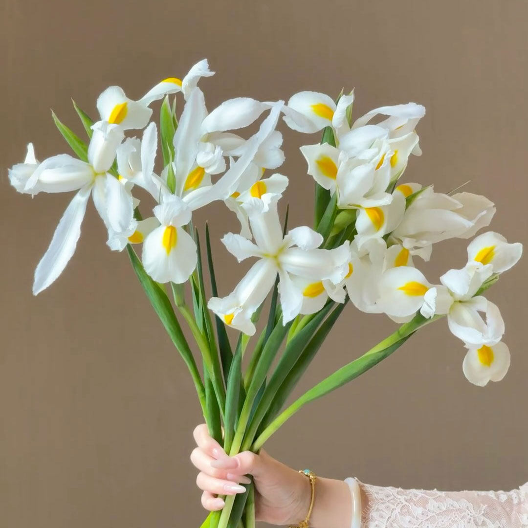 白色鸢尾花鲜花室内水培植物家用插花云南直发鲜切花婚庆手捧花