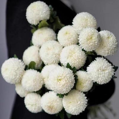 白色乒乓菊鲜花白色乒乓菊
