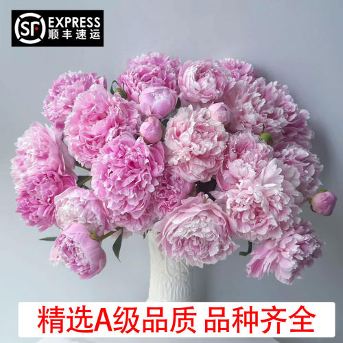 山东芍药鲜花花束粉莎拉云南直发