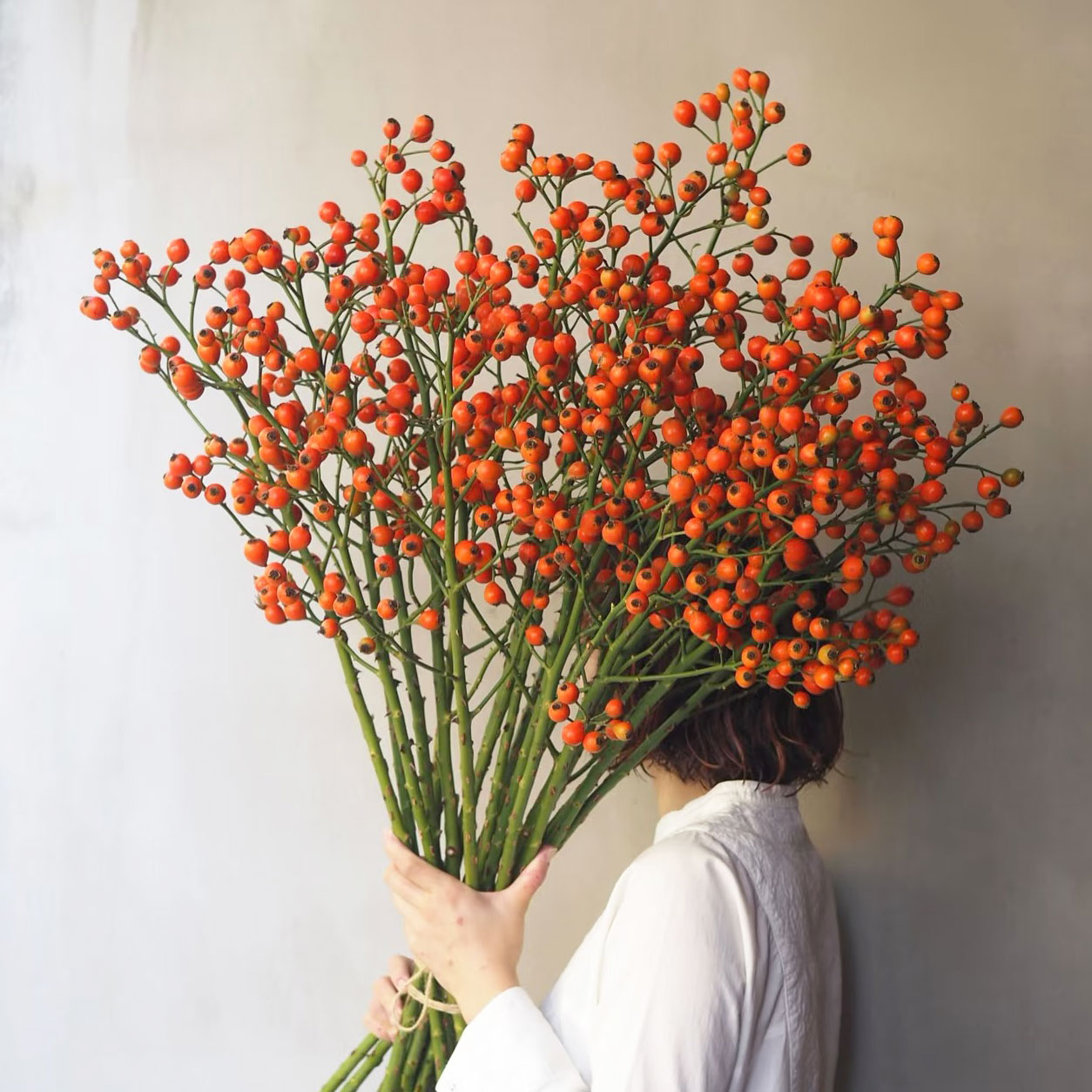 玫瑰果鲜切枝蔷薇果水培插花果材