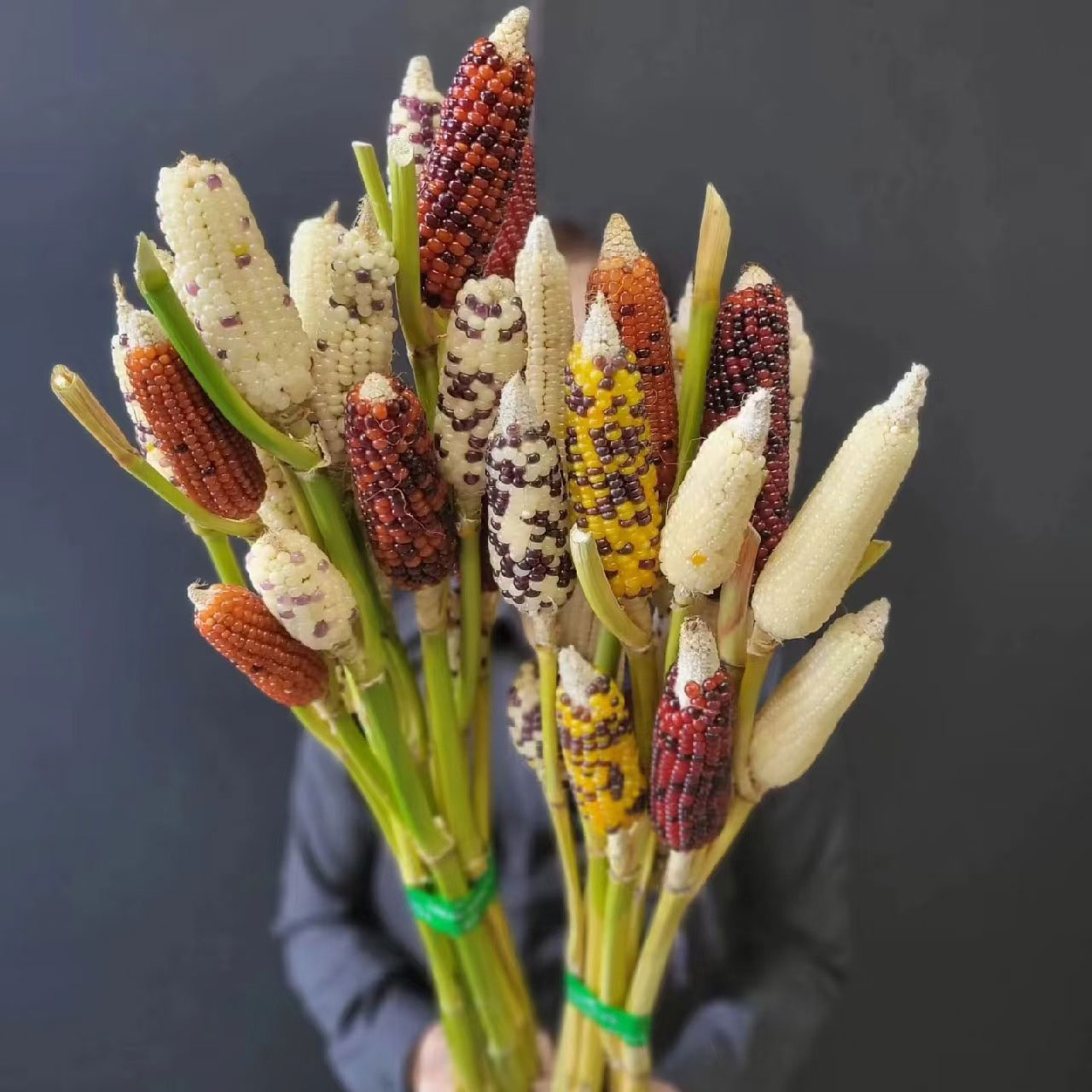 彩色小玉米鲜切枝鲜花真花云南基地直发高级感装饰插花可做干花