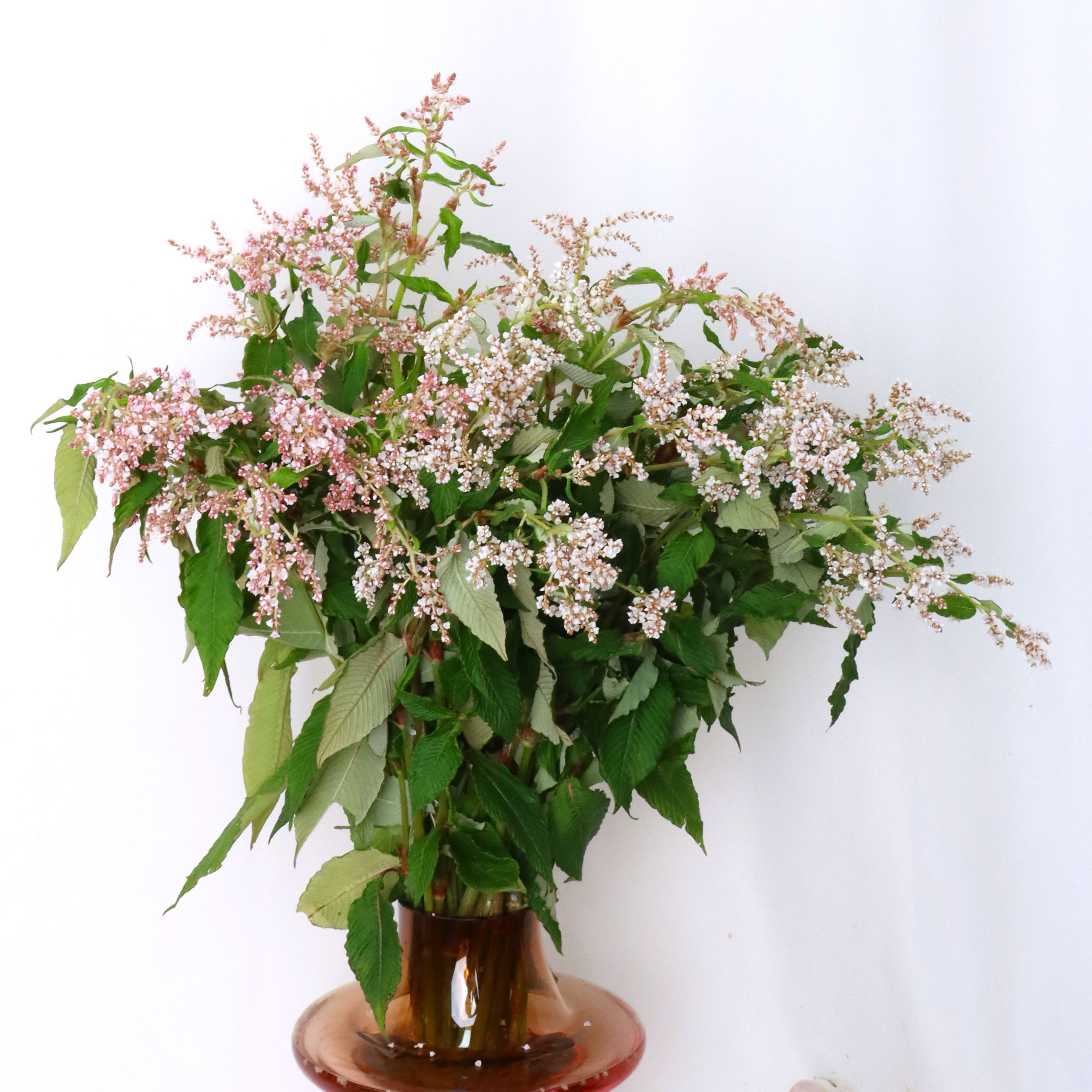 粉蓼花鲜花室内水培植物家用插花配花婚庆花材云南基地直发顺丰