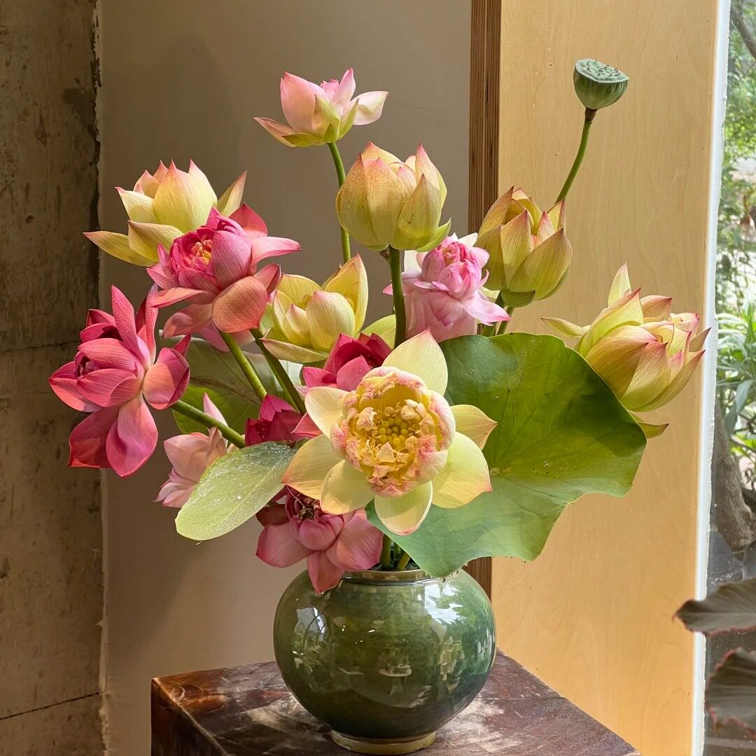 巨无霸重瓣荷花鲜花新鲜真花室内水培插花云南直发中式禅意花材