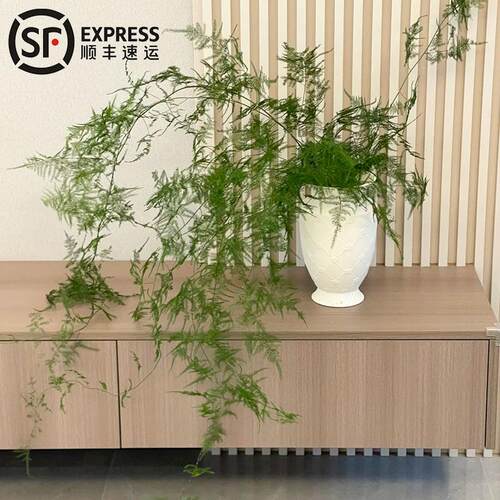 文竹鲜切枝水培植物家用插花花艺