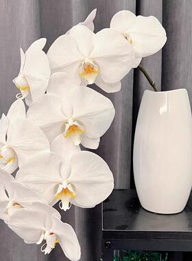 白色蝴蝶兰鲜切花鲜花云南直发v3花材水培真花插花花束手捧花蝶兰