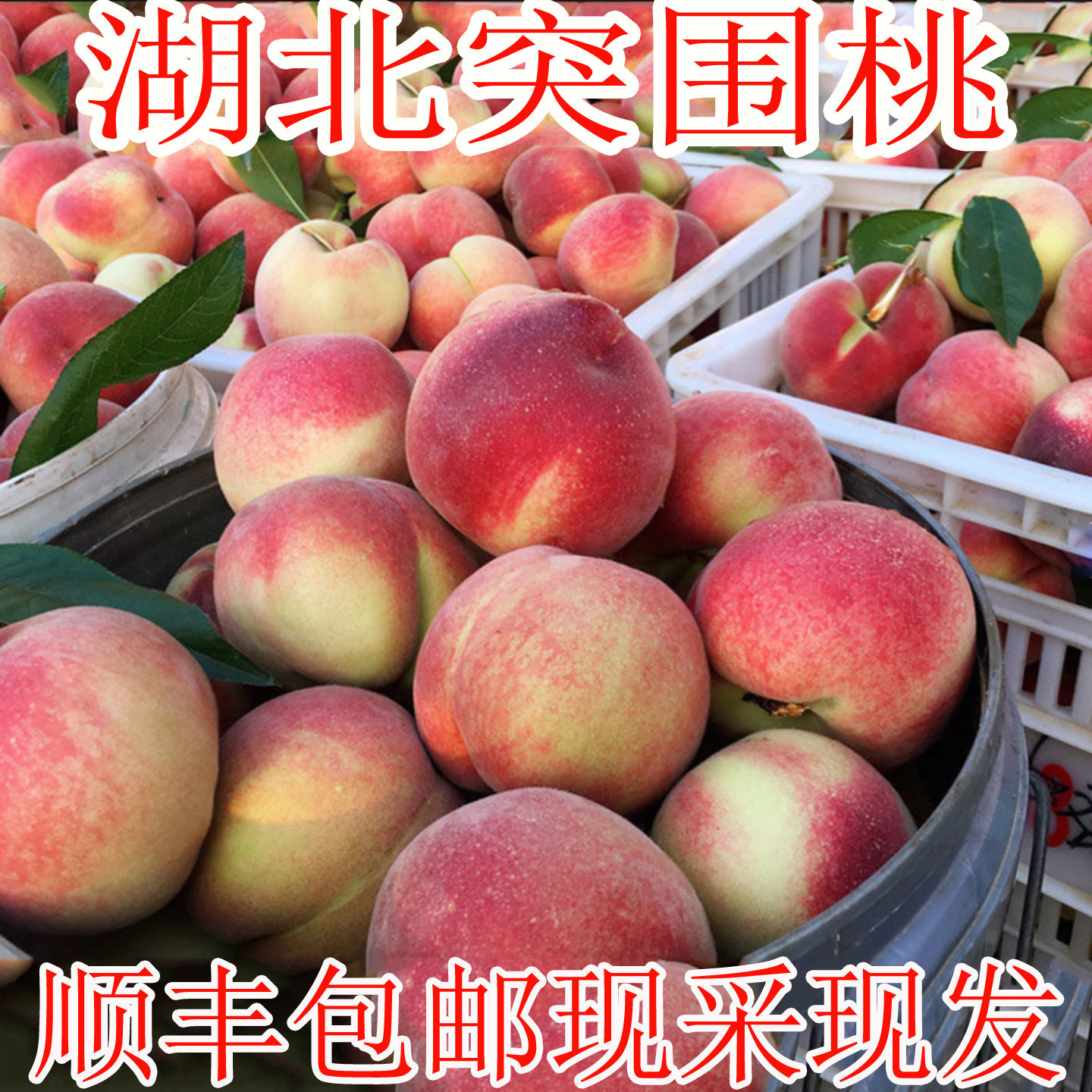 脆桃新鲜水果突围桃甜脆红心现摘现发硬桃毛桃大果当季湖北水蜜桃
