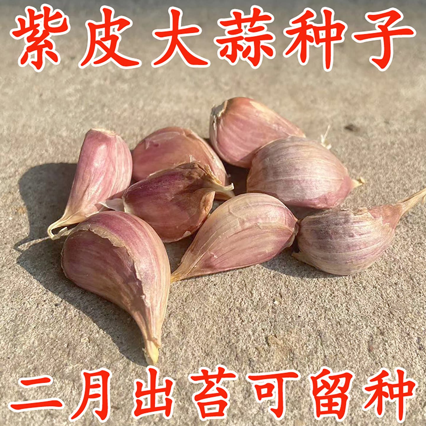 紫皮大蒜种子早熟蒜苔高产蒜种
