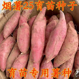 红薯种子蜜薯糖心红薯种高产新品种红心好吃的地瓜种烟薯25种红薯