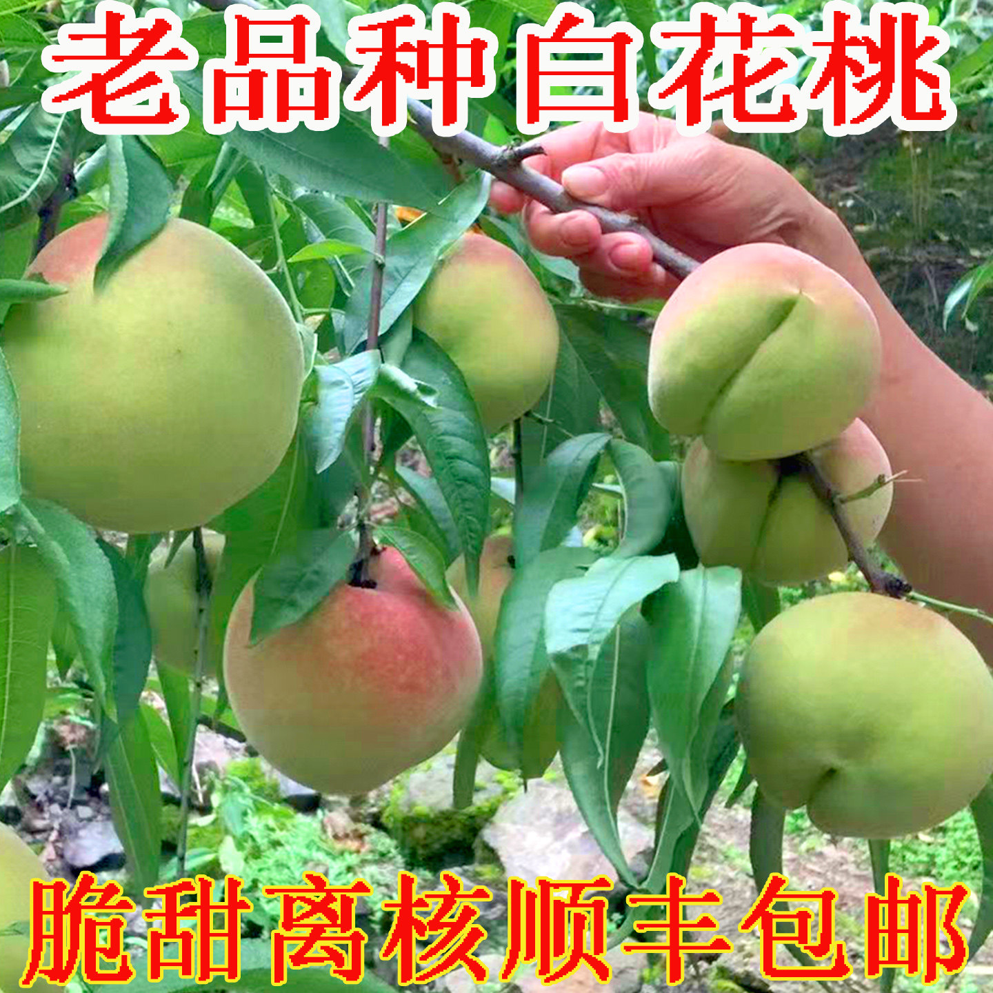 老品种白花桃正宗老树百花桃