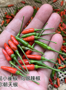 嫩脆香辣，缅甸小雀辣鸟眼辣