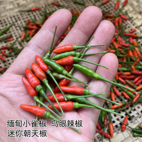 嫩脆香辣，缅甸小雀辣鸟眼辣