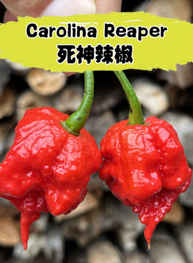 巨辣卡罗莱纳死神Carolina reaper龙息辣椒德宏涮涮辣印度魔鬼椒