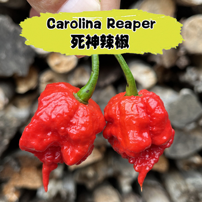 巨辣卡罗莱纳死神辣椒变态辣