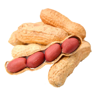 【万顺甄选】【萧美人】花生18.9米到手2袋黄河水灌溉兰考特产