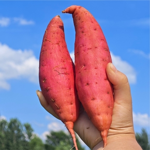 【万顺甄选】西瓜红蜜薯黄河最后一道湾兰考沙地红薯【兰考特产】