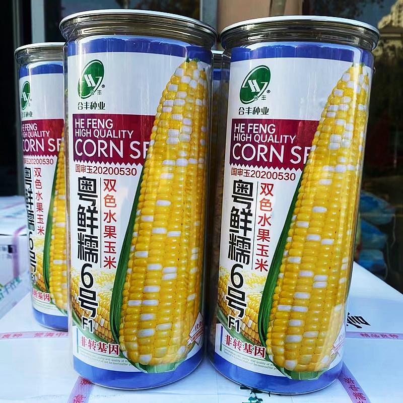 黄色水果糯玉米种籽鲜食玉米种子南方北方春秋两季播黄色水果玉米