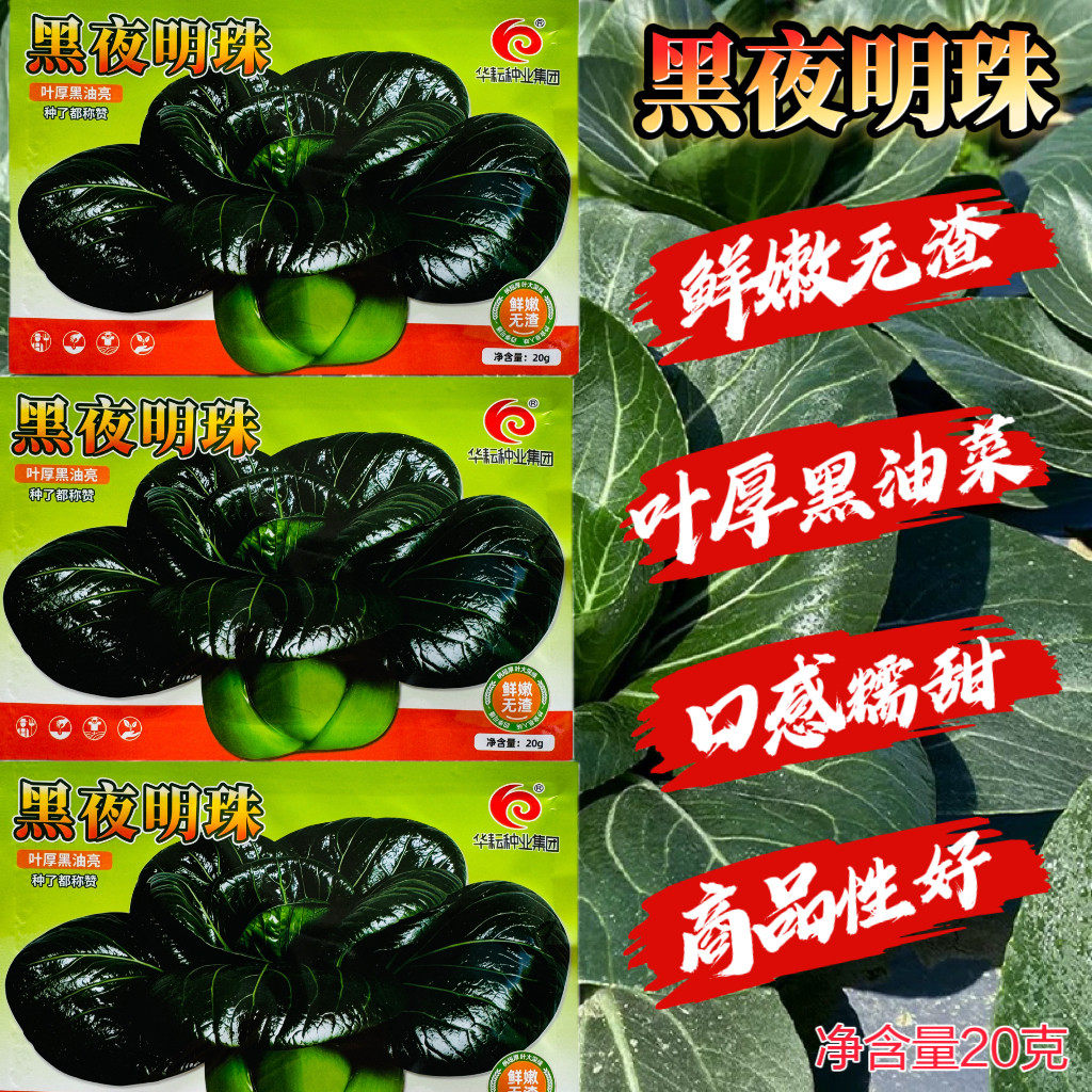 黑夜明珠青菜种子叶厚黑