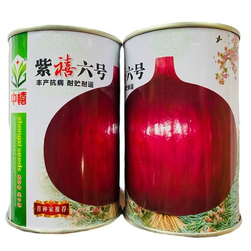 紫禧六号洋葱种子高产紫红皮圆葱耐寒秋季易播蔬菜种子罐装100克