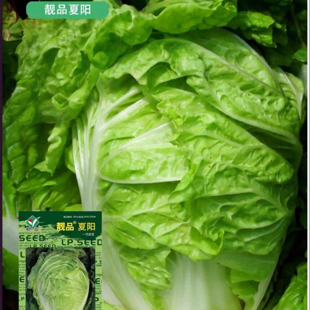 夏阳夏秋季大白菜种子抗