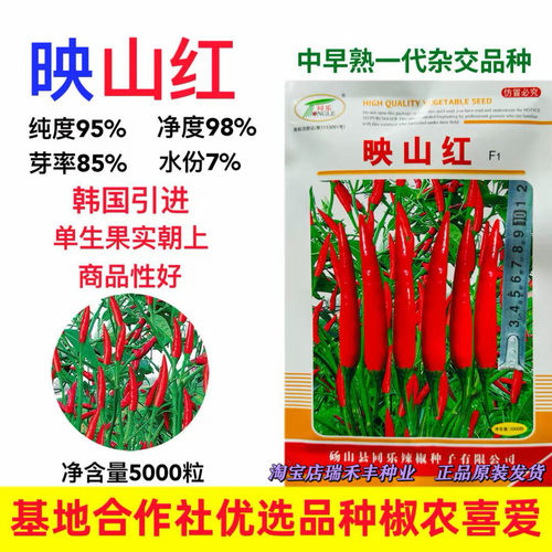 同乐单生朝天椒种子韩国