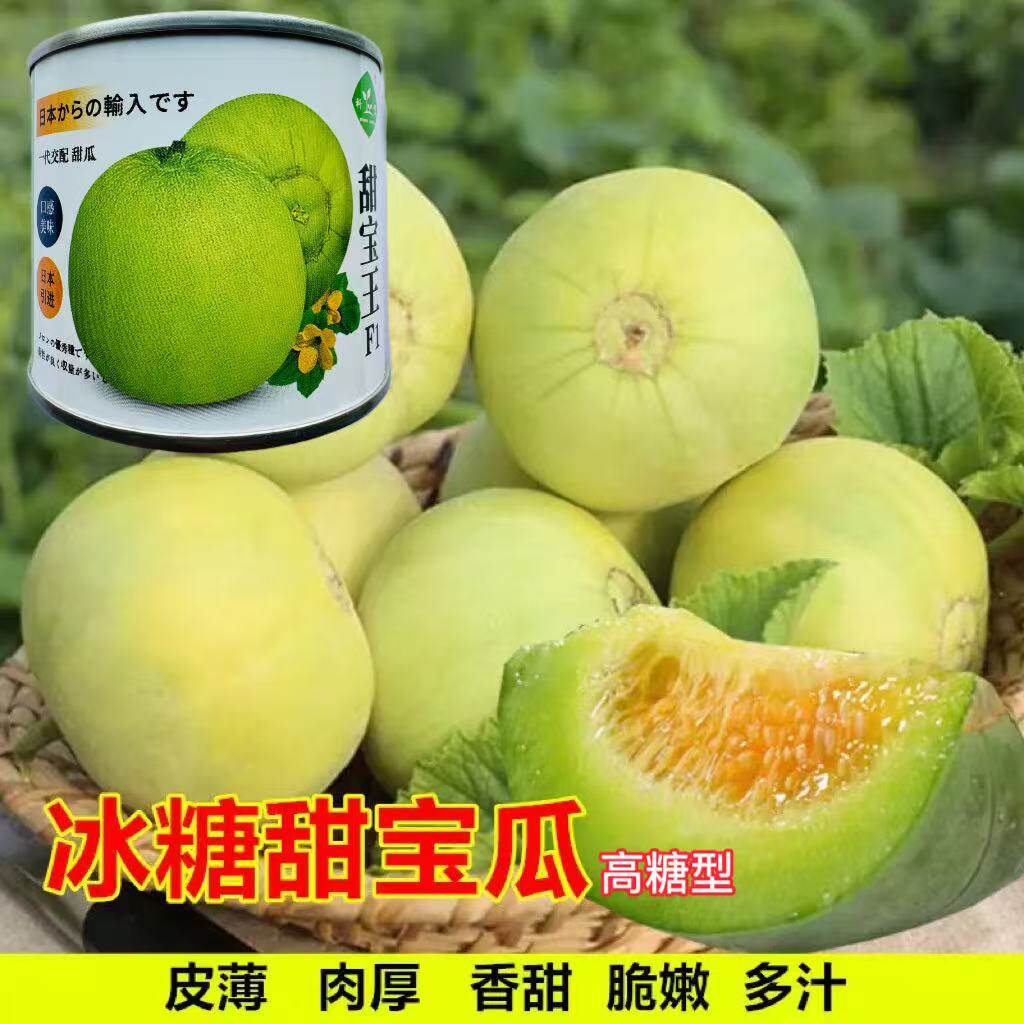 蔬菜瓜果甜瓜种子大全香
