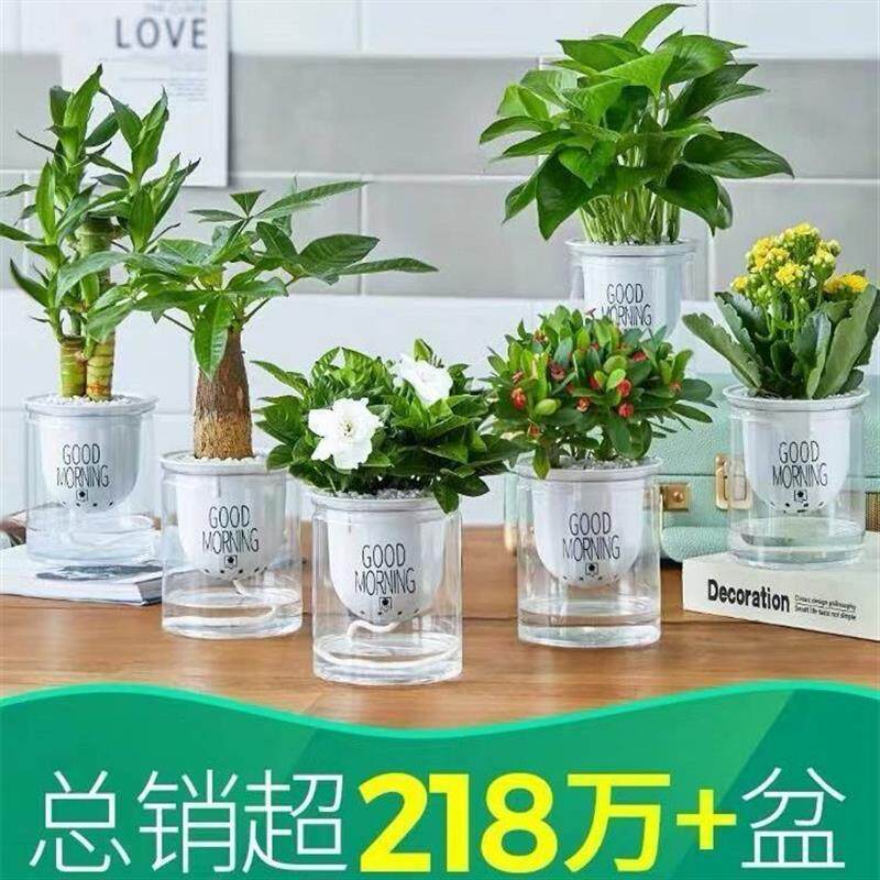 绿植室内盆栽花卉办公室水培植物绿萝发财树好养富贵竹多肉虎皮兰