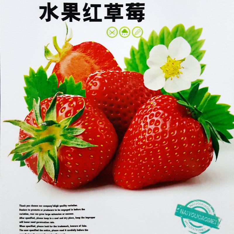 草莓小番茄种子四季阳台盆栽蔬菜种子