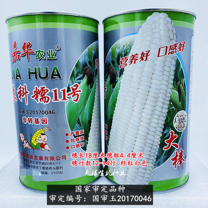 苏科糯11号玉米种子白色