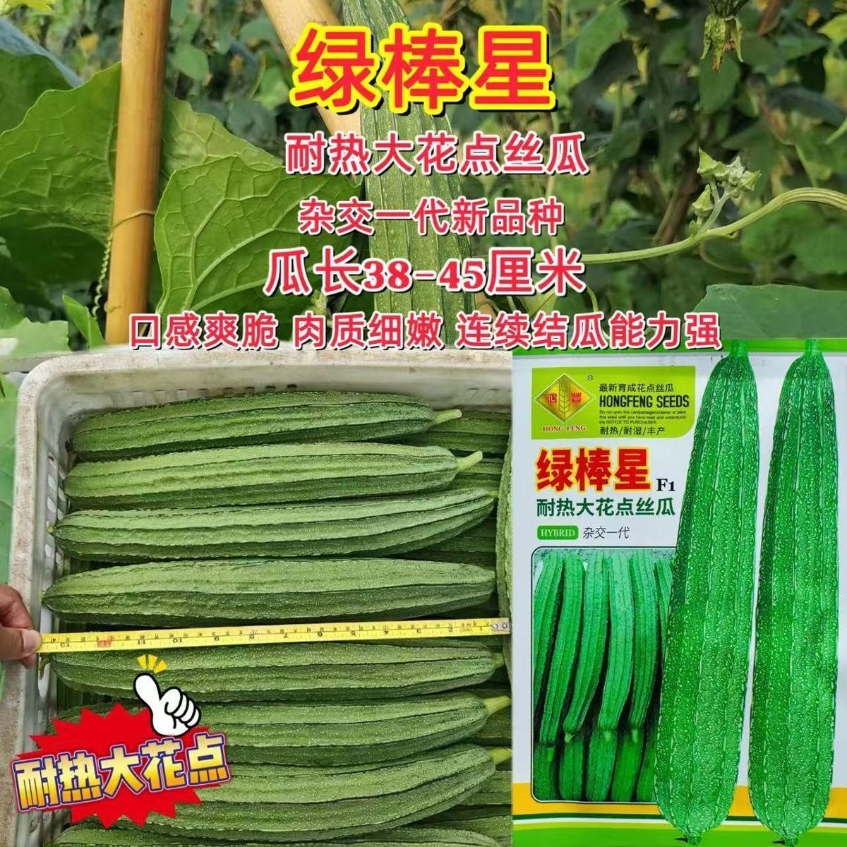 绿棒星耐热大花点丝瓜种子高产早熟棱角丝瓜种籽春夏秋大田丝瓜孑