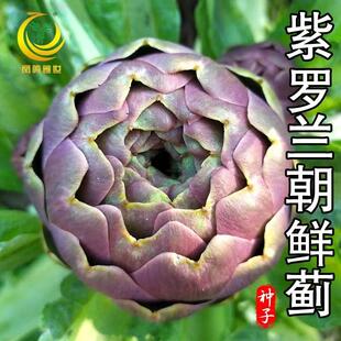 朝鲜蓟种子紫罗兰洋蓟法国百合绿球菊蓟菜蓟种籽四季农家蔬菜种孑
