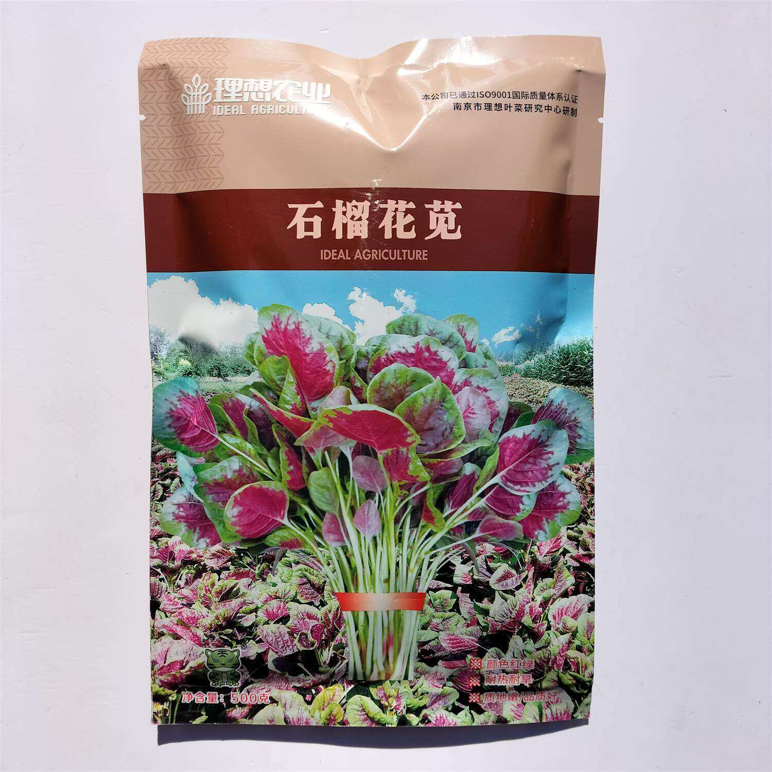 石榴花苋早熟红苋菜种子