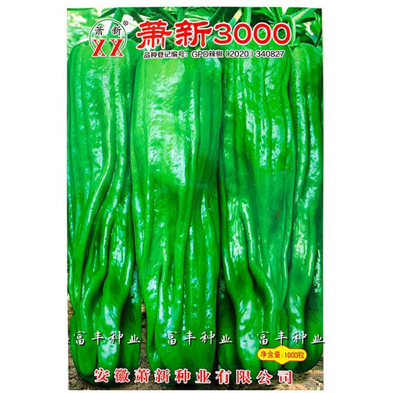 萧新3000辣椒种子高产抗病早熟大果薄皮椒长灯笼辣椒春秋青椒种子