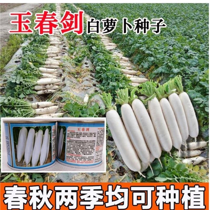 玉春剑早熟白萝卜种子原装正品萝卜籽春秋季露地播种蔬菜种子