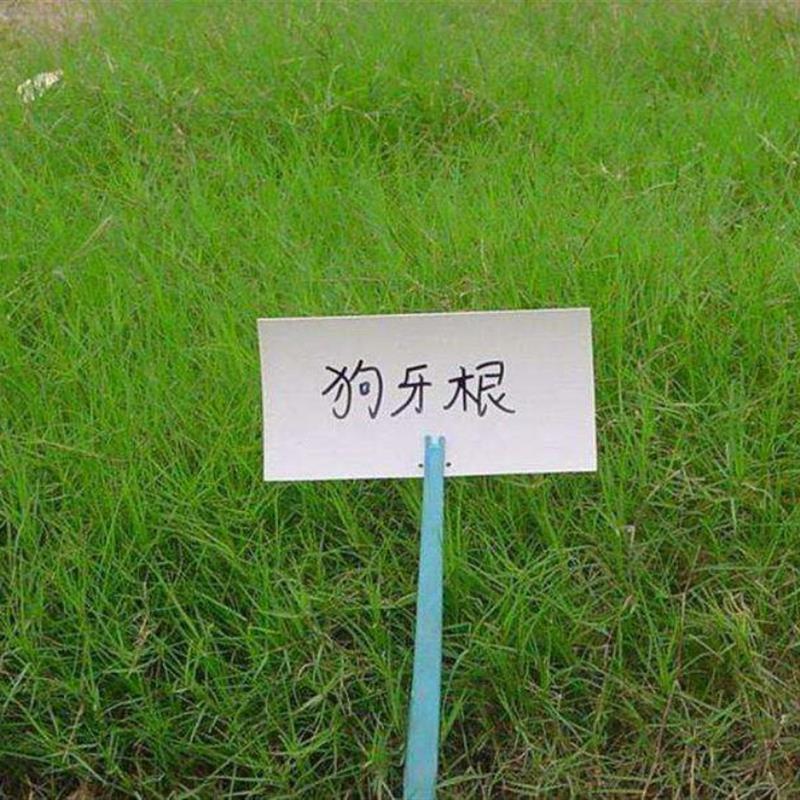 狗牙根草籽铁线草巴根草坪种子绿化草籽种四季常青护坡王固土草种 - 实物图