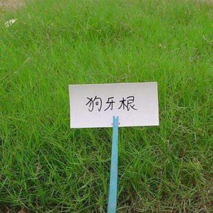 狗牙根草籽铁线草巴根草坪种子绿化草籽种四季常青护坡王固土草种