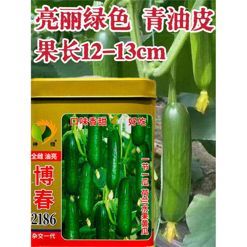 水果黄瓜种子博春2186全