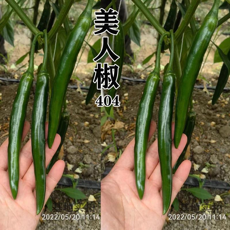 美人椒辣椒种籽杭椒种子尖椒线椒辣度高四季蔬菜高产包邮星航杭椒