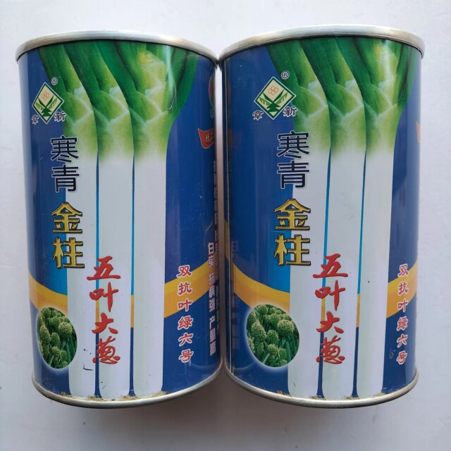 寒青金柱五叶王白硬白实抗寒叶片深绿整齐品质佳大葱种子基地