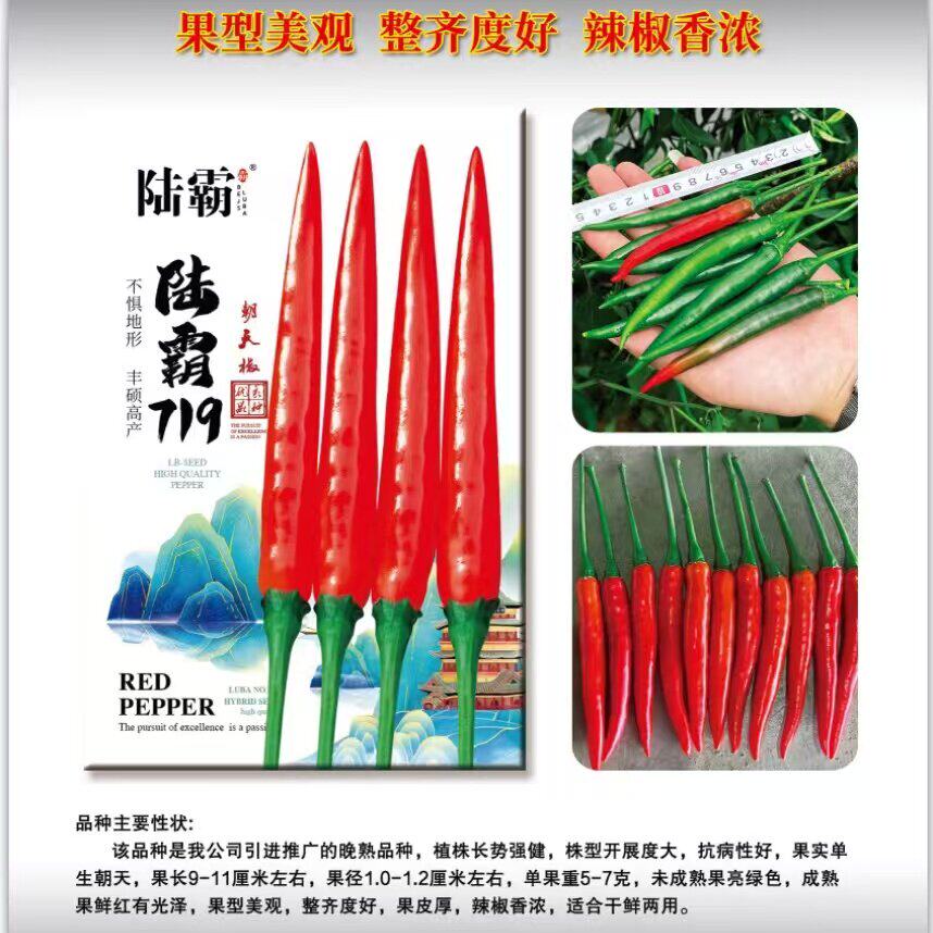陆霸719大果朝天椒种子长