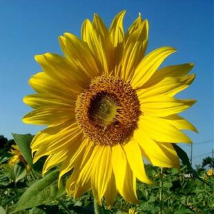 向日葵种子籽金色向日葵种子高产食葵种子葵花大清花大花盘结子多